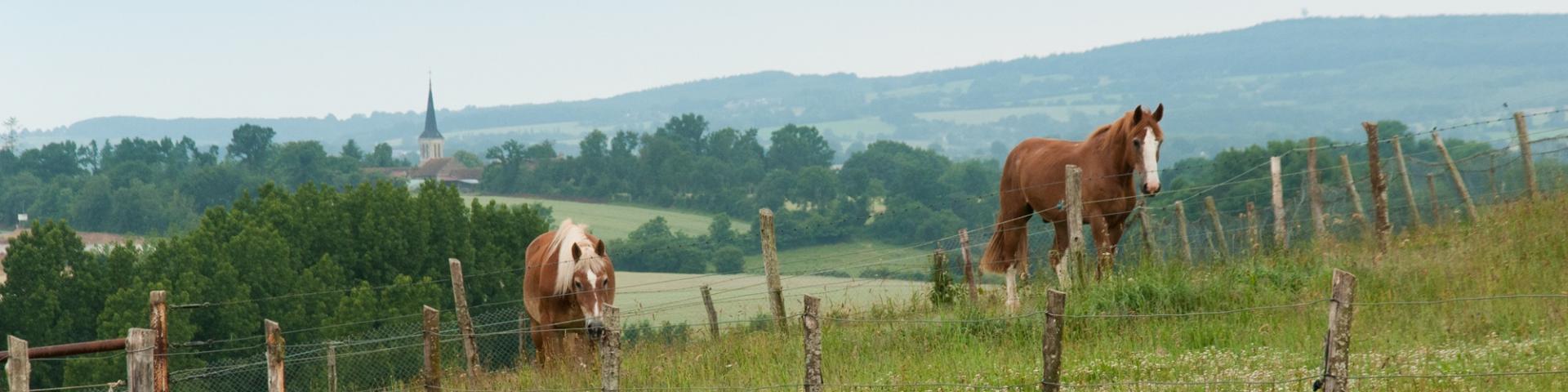 Horses in the Alpes Mancelles