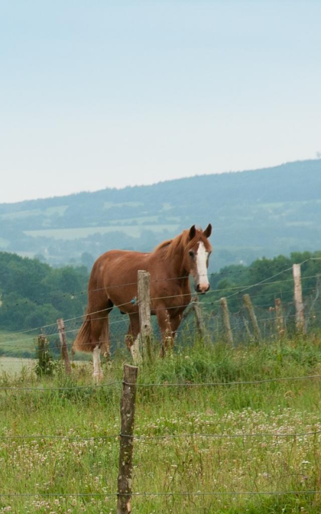 Horses in the Alpes Mancelles