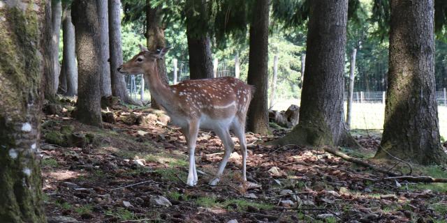 Fallow deer at Saint-Léonard-des-Bois wildlife park