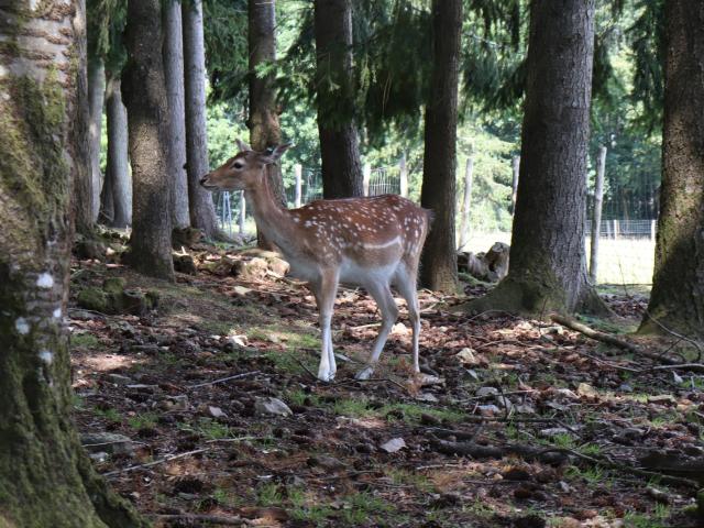 Daim au parc animalier de Saint-Léonard-des-Bois
