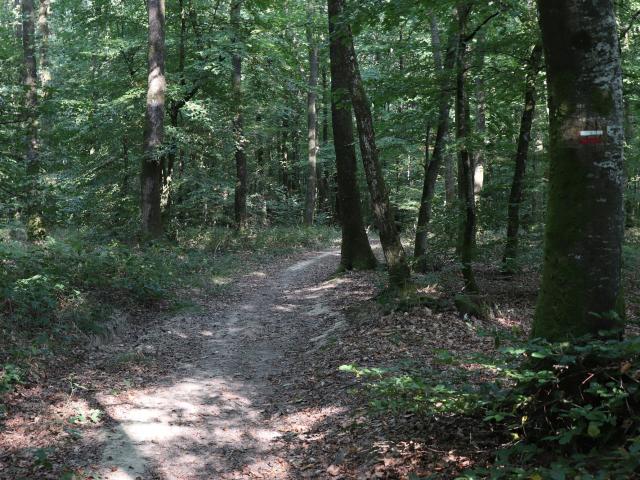 Forêt de Perseigne à Ancinnes