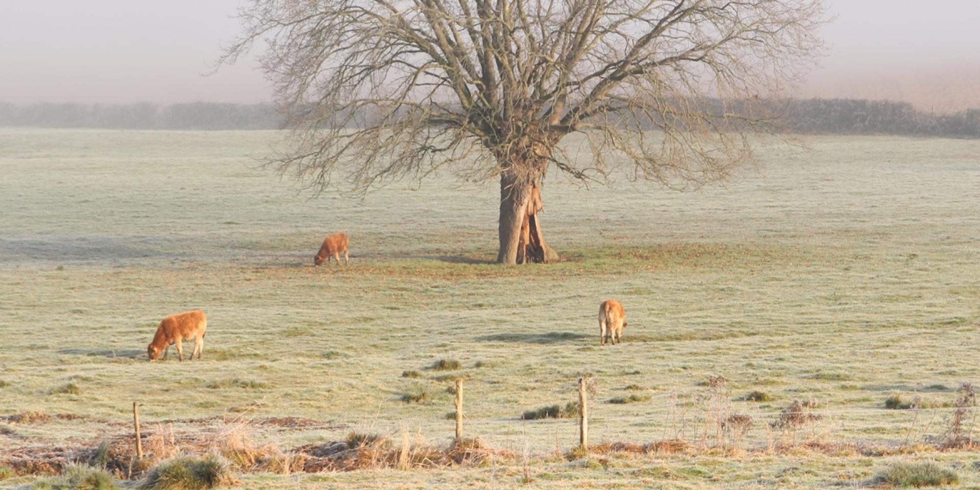 Paysage hivernal à Sougé-le-Ganelon