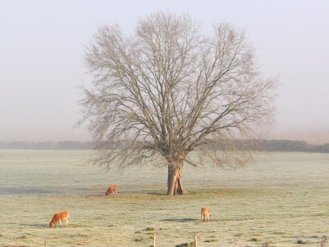 Paysage hivernal à Sougé-le-Ganelon