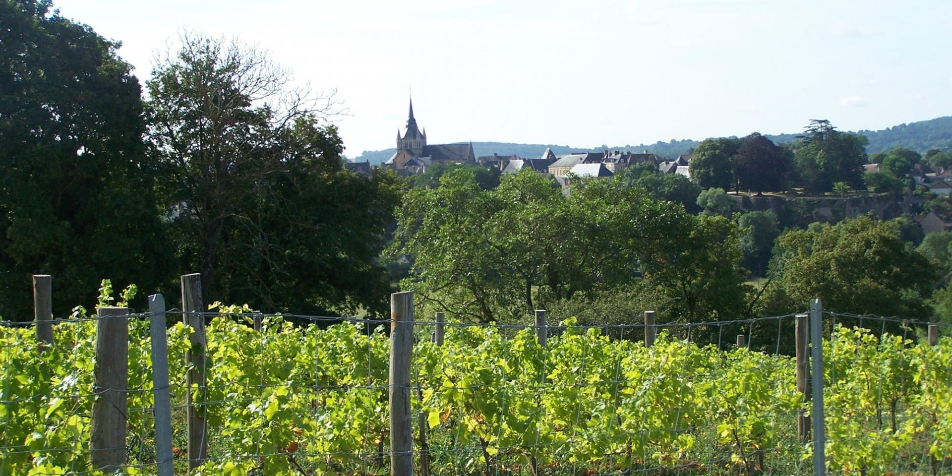 Coteau des Vignes vineyards
