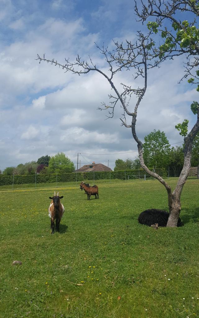 Animals on the Coteau des Vignes