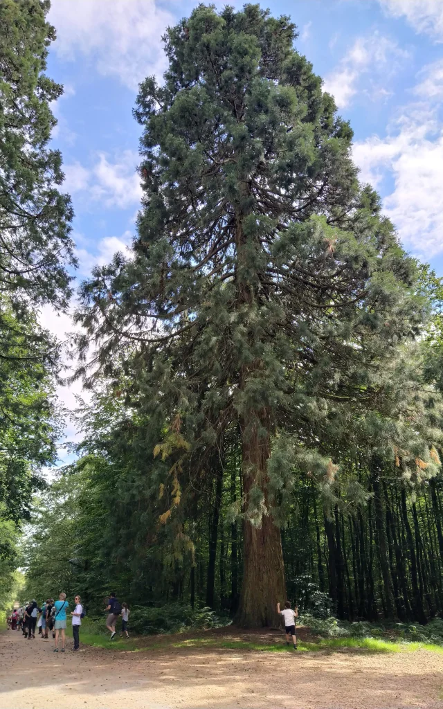 Le Séquoia en Forêt domaniale de Perseigne