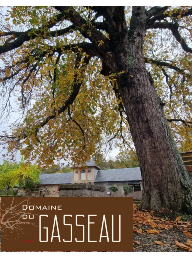 Marronnier du Domaine du Gasseau à Saint-Léonard-des-Bois