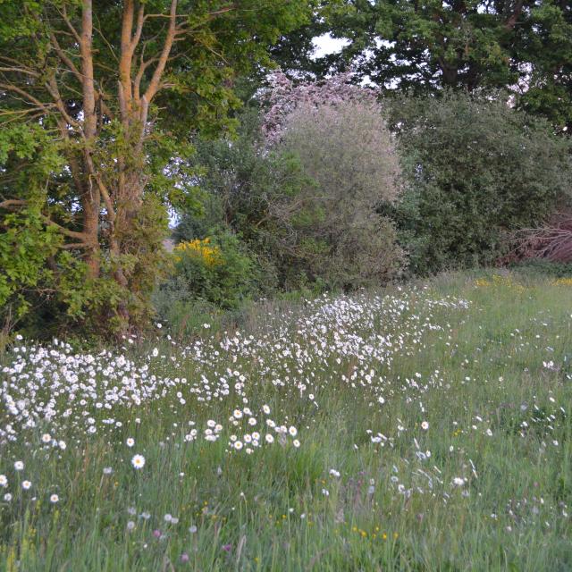 Paysage Printanier Le Tremblay 2020 ©pauline Aligon (1)