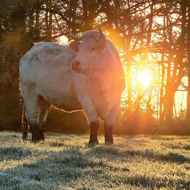 Instagram #anjoubleu