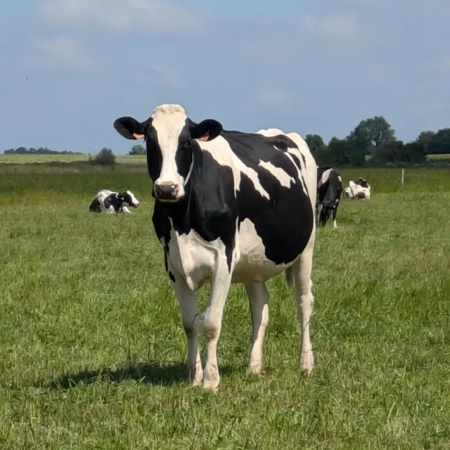 Instagram #anjoubleu