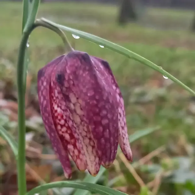 Instagram #anjoubleu