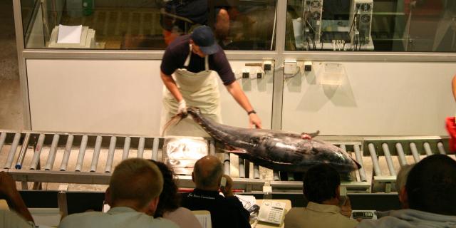 Vente De Poissoncriée