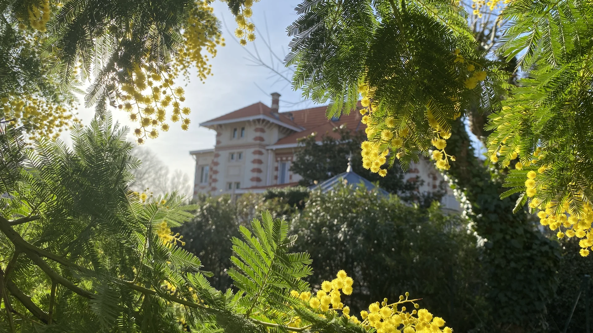 Mimosas Hiver Mimosas