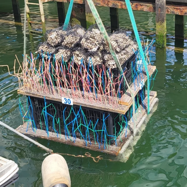 Port Asn Hippocampe