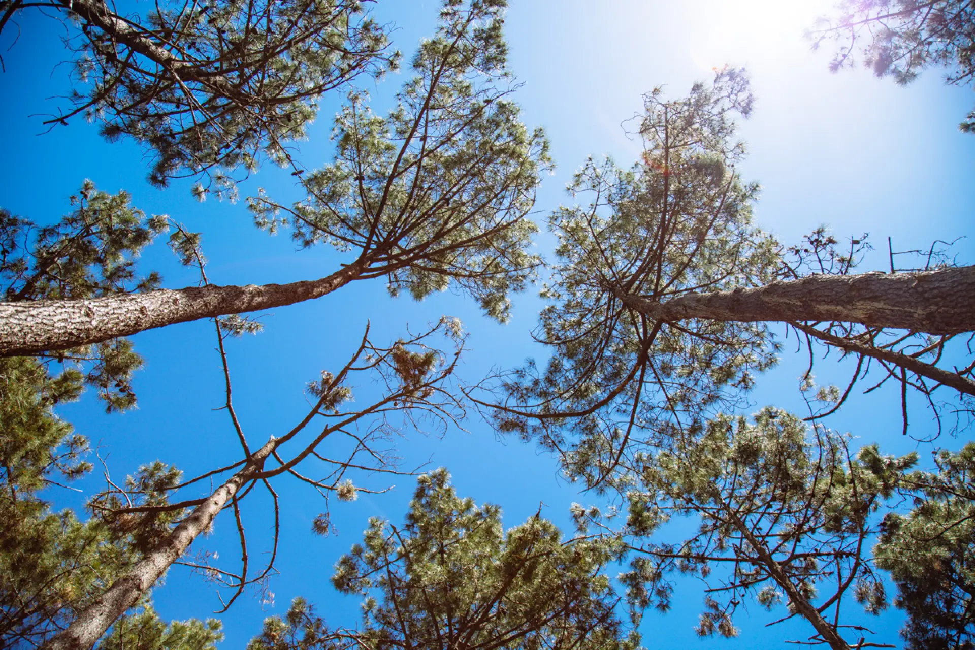 Foret Pins Plage Pereire Cassiau 70