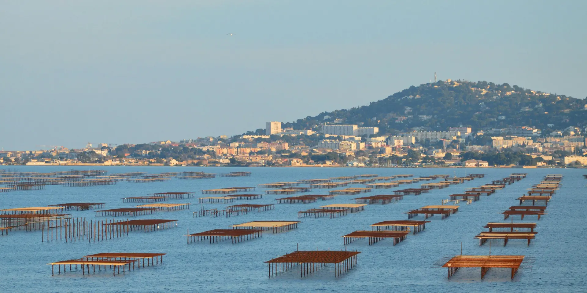 Pexels Slimmars 13 197677686 31667544