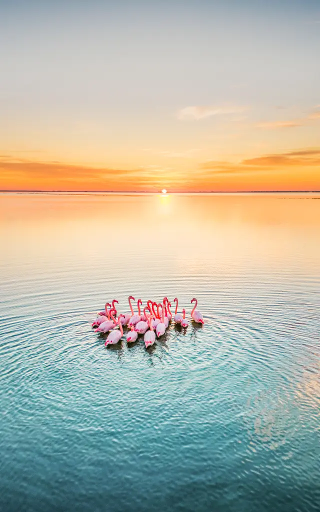 Flamants roses, coucher de soleil