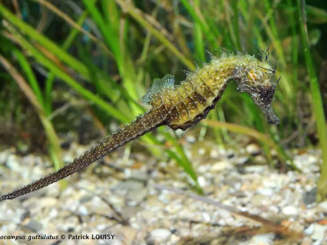 Hippocampe moucheté