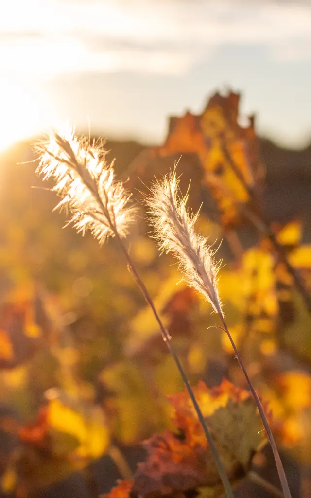 VIGNES AUTOMNE