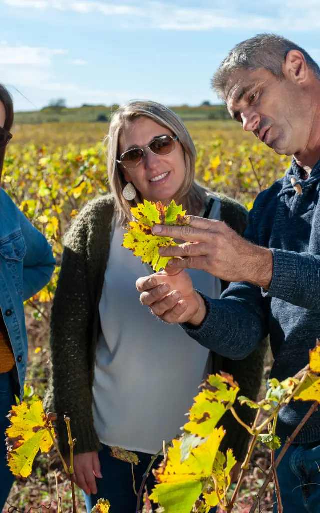 Visite chez un producteur de muscat, domaine de la plaine. Vignes