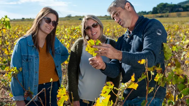 Visite chez un producteur de muscat, domaine de la plaine. Vignes