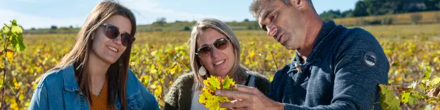 Besuch bei einem Muskateller-Erzeuger, Domaine de la Plaine. Weinberge