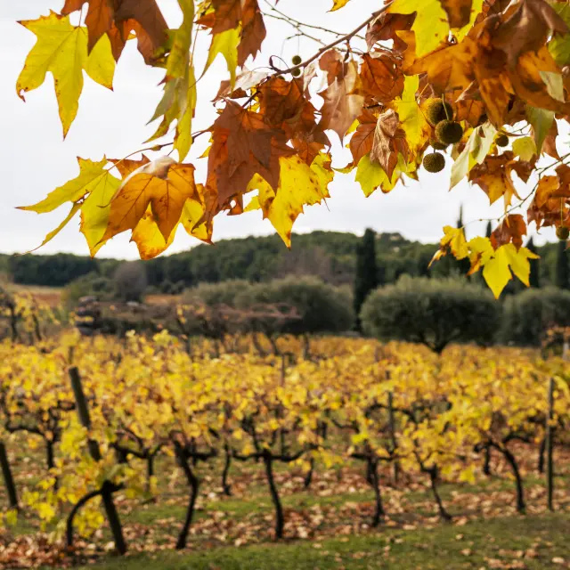 VIGNES AUTOMNE