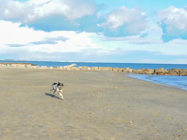 Chien qui court sur la plage