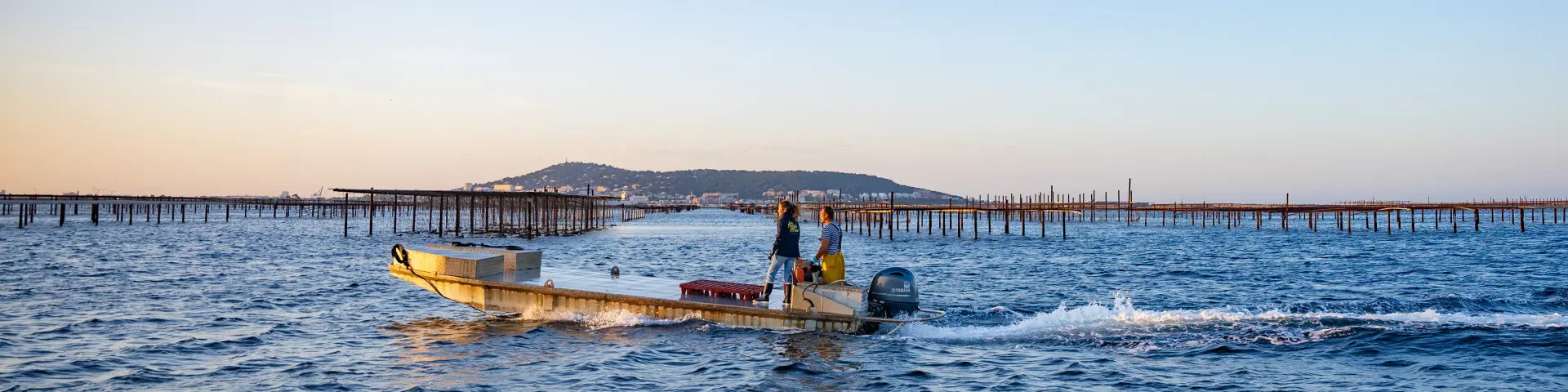 Reportage au Petit Mas, production ostréicole, conchyliculture. Huitres, bateau, barge sur la lagune, Mont Saint-Clair