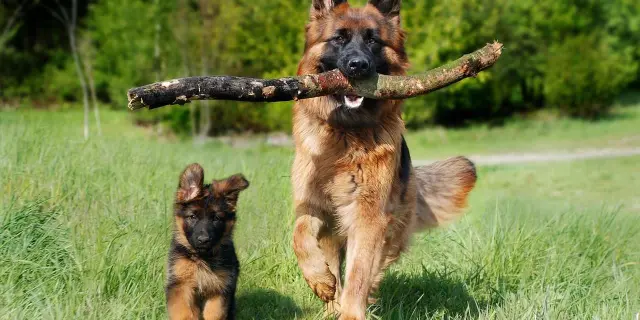 Chiens Anna Pixabay