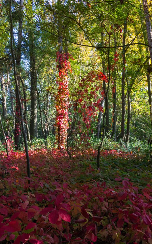 Cibeins wood in Misérieux