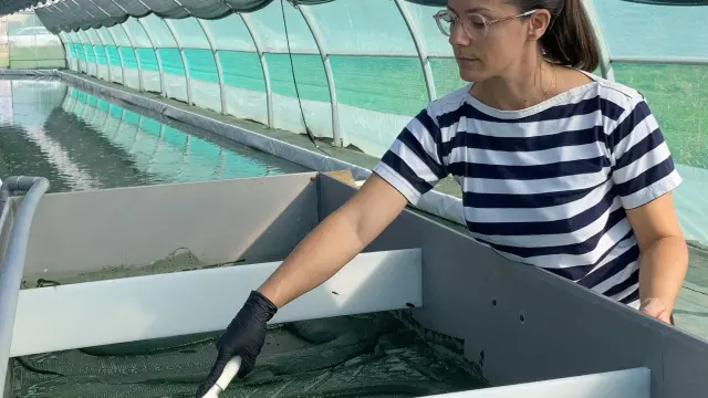 Margaux CAIA, Spiruline Astrée à Trévoux (recolte)