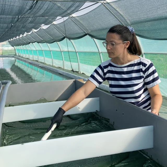 Margaux CAIA, Spiruline Astrée à Trévoux (recolte)