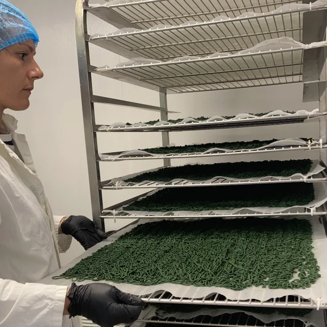 Margaux CAIA, Spiruline Astrée à Trévoux (séchage avant)
