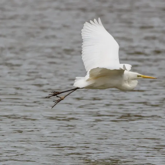 Etang Chapelier à Versailleur