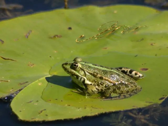 Grenouille dans les étangs de la Dombes