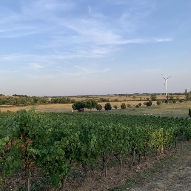 Vignes