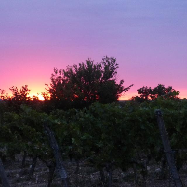 Coucher de soleil sur les vignes