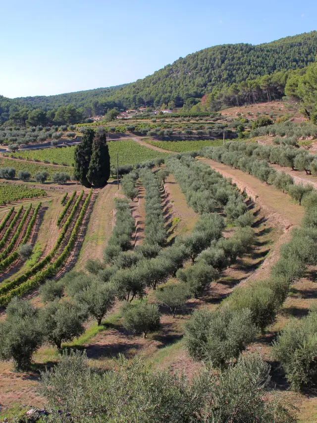 Paysage de collines provençales avec rangées d’oliviers et de vignes cultivées en terrasses.