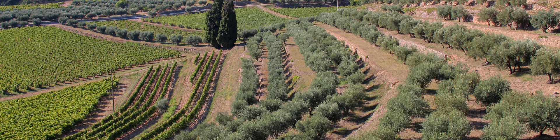 Oliviers Vignes Margier Domaine La Michelle Auriol Oti Aubagne