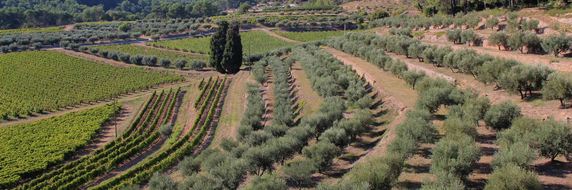 Paysage de collines provençales avec rangées d’oliviers et de vignes cultivées en terrasses.