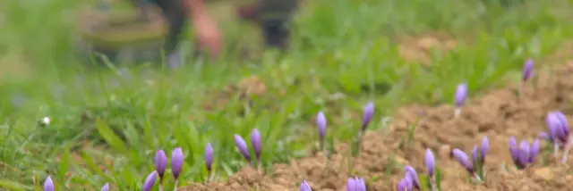 Fleurs de crocus à safran poussant en rangs dans un champ, avec un producteur travaillant en arrière-plan à Roquevaire