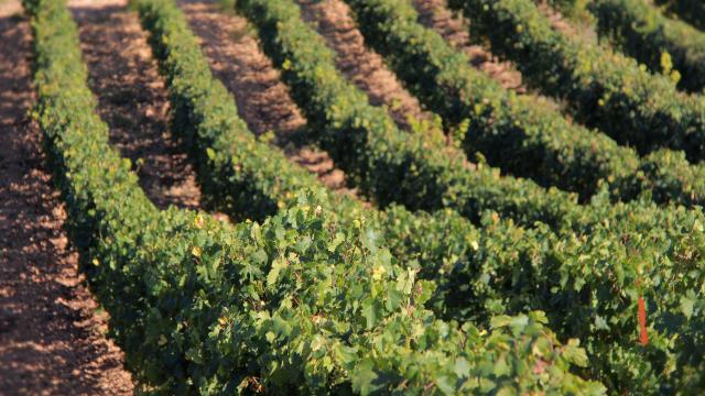 Vignes Terroir Domaine La Michelle Auriol Oti Aubagne