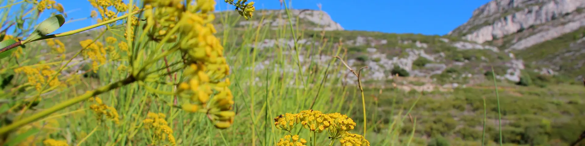 Fleurs sauvages jaunes du massif de l’Étoile avec collines naturelles en arrière-plan.