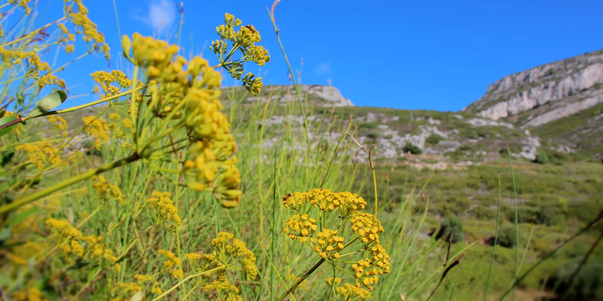 Fleurs sauvages jaunes du massif de l’Étoile avec collines naturelles en arrière-plan.