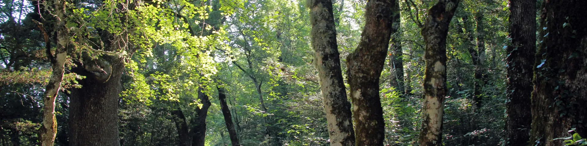 Sentier de promenade en forêt à la source de Nayes bordé de grands arbres, avec lumière naturelle filtrant à travers le feuillage.