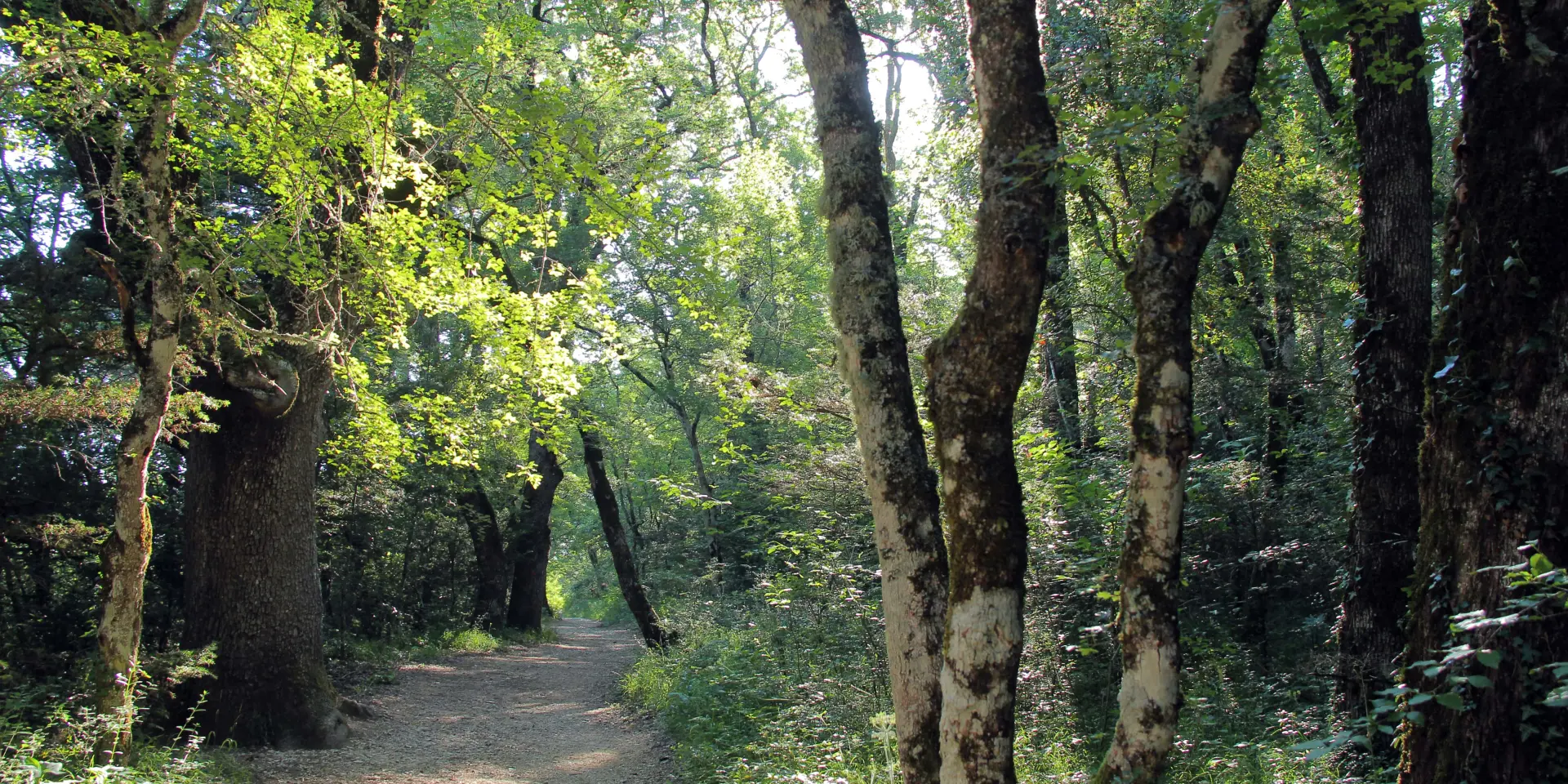 Sentier de promenade en forêt à la source de Nayes bordé de grands arbres, avec lumière naturelle filtrant à travers le feuillage.