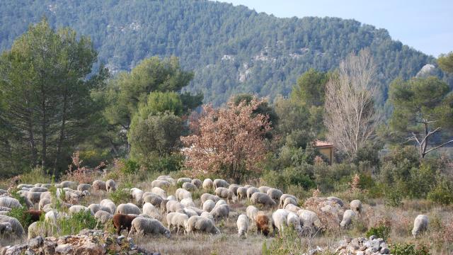 Nature Moutons Transhumance Oti Aubagne