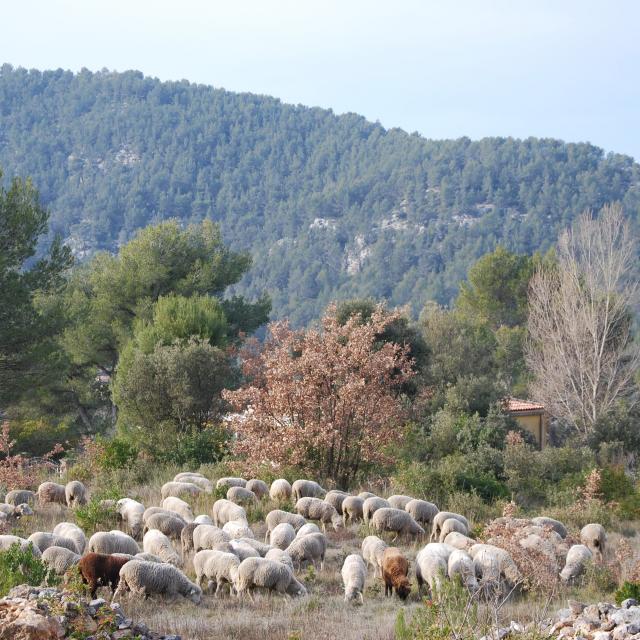 Nature Moutons Transhumance Oti Aubagne