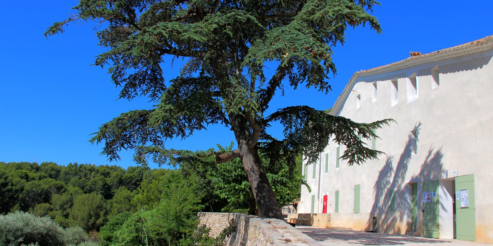 Oliviers Cedre Murier Arbres Bastide Parvis Font De Mai Oti Aubagne
